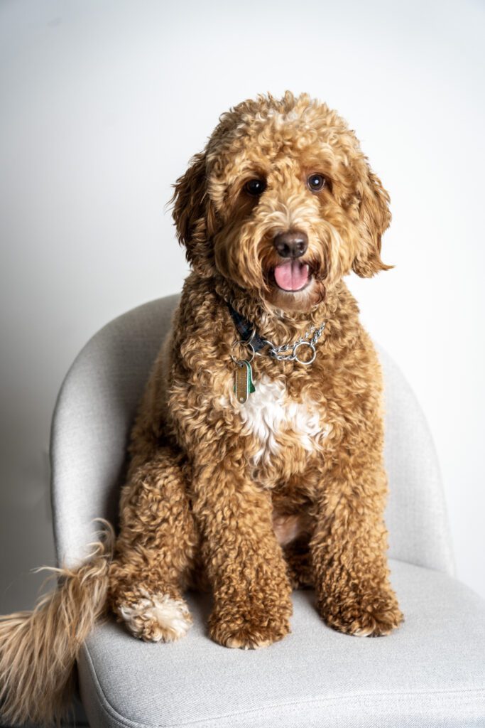 Photo of Harley, a goldendodle